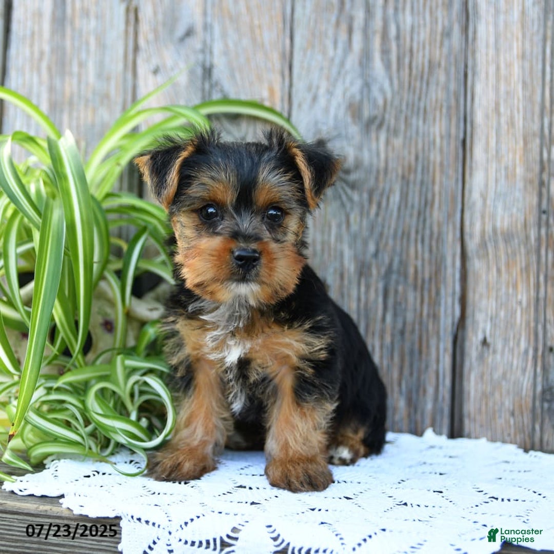 Yorkshire Terrier dogs for sale: London - Image 8