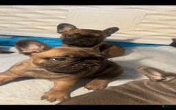 French Bulldog dogs for sale: Cookie - Image 6
