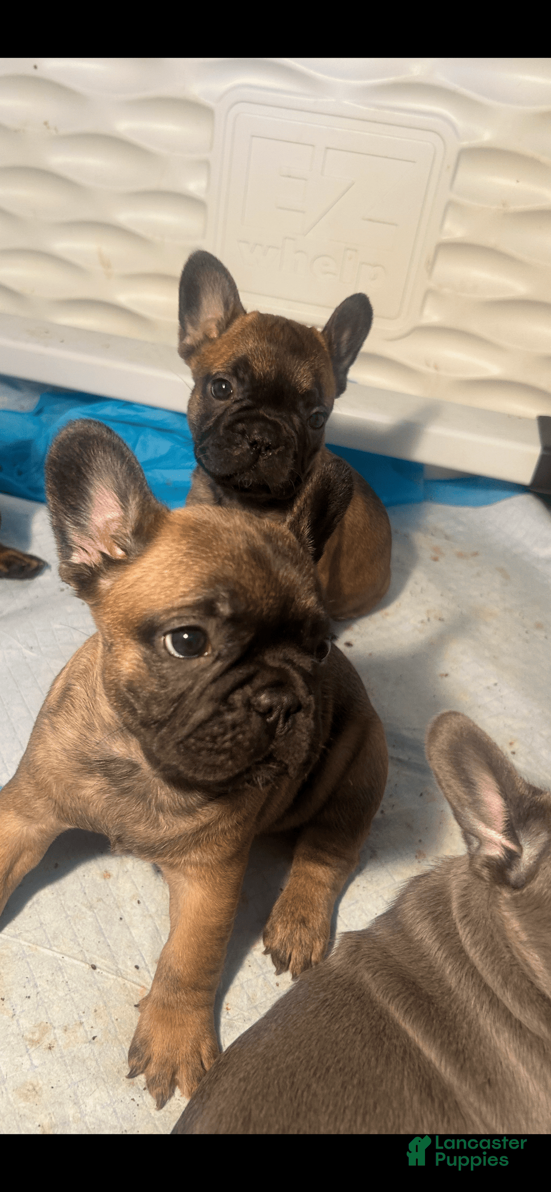 French Bulldog dogs for sale: Cookie - Image 6