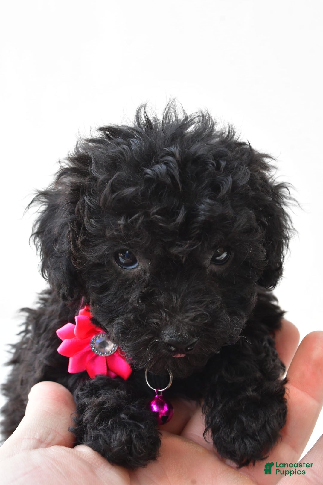 Miniature Poodle dogs for sale: Maggie - Image 7