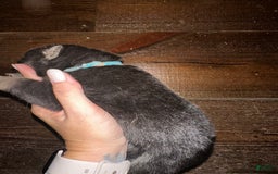 Gerberian Shepsky dogs for sale: Tru - Image 1