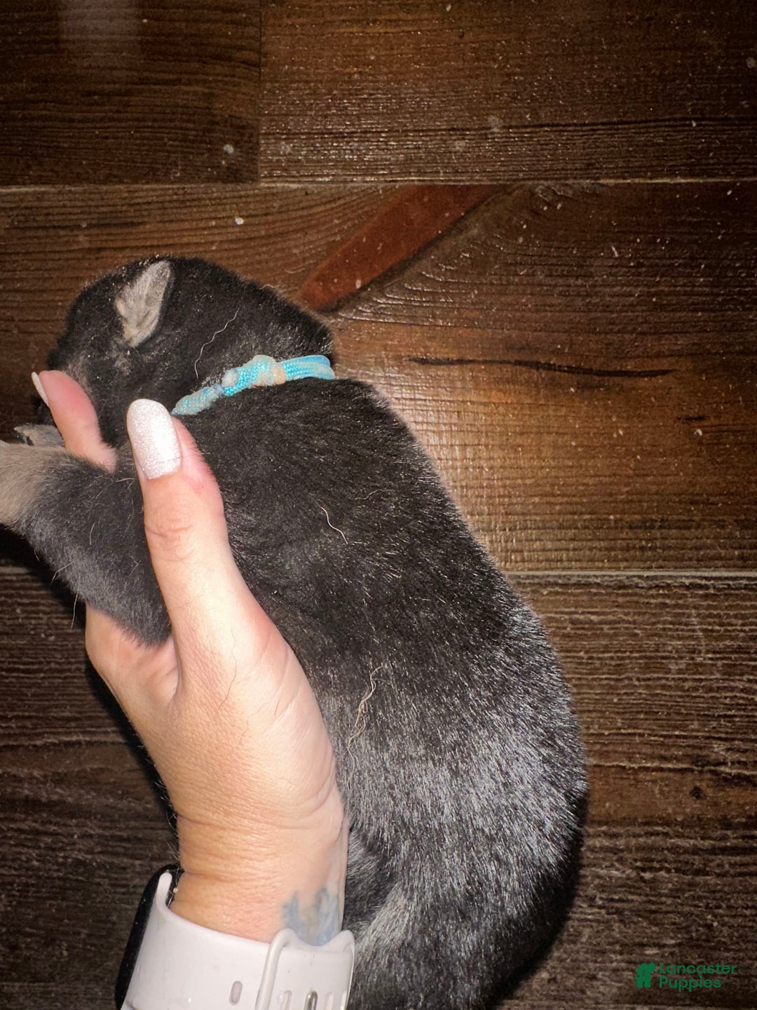Gerberian Shepsky dogs for sale: Tru - Image 1