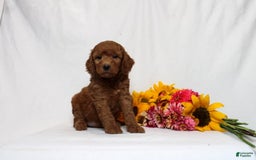 Mini Goldendoodle dogs for sale: Hadara - Image 1