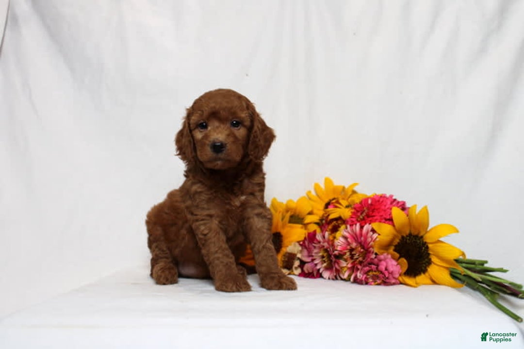 Mini Goldendoodle dogs for sale: Hadara - Image 1