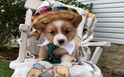 Welsh Corgi Pembroke dogs for sale: Justine - Image 3