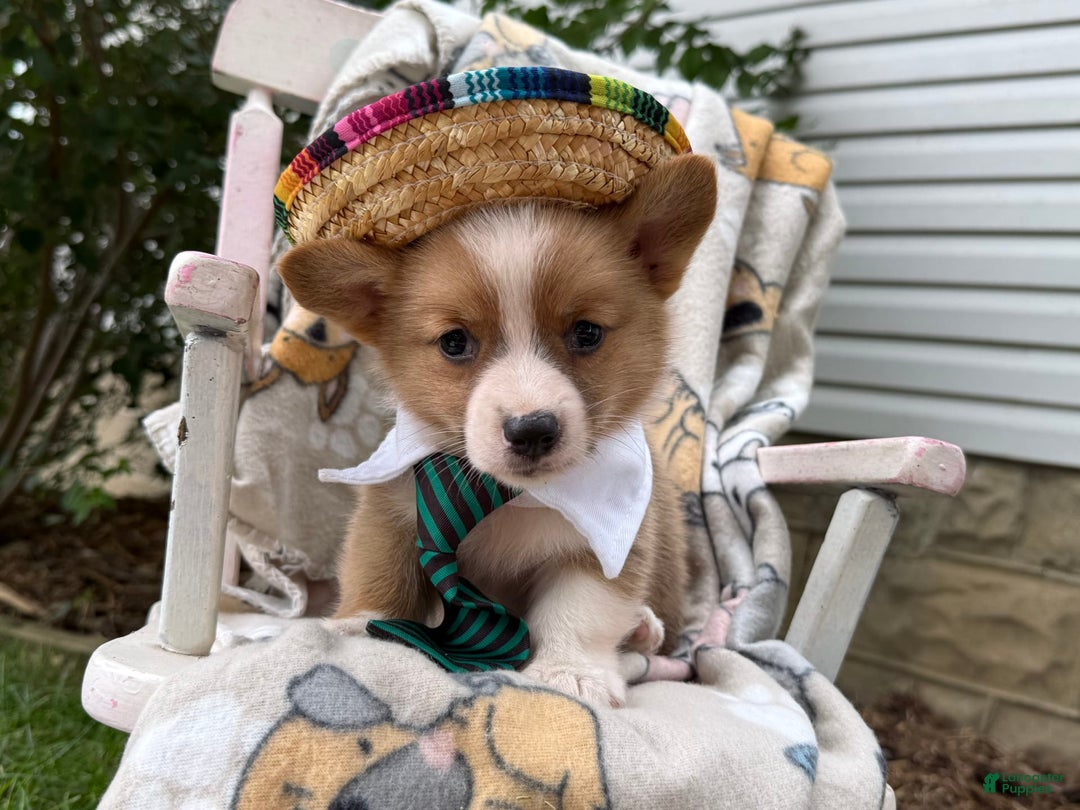 Welsh Corgi Pembroke dogs for sale: Justine - Image 3