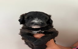 Bernedoodle dogs for sale: Orange Boy - Image 4