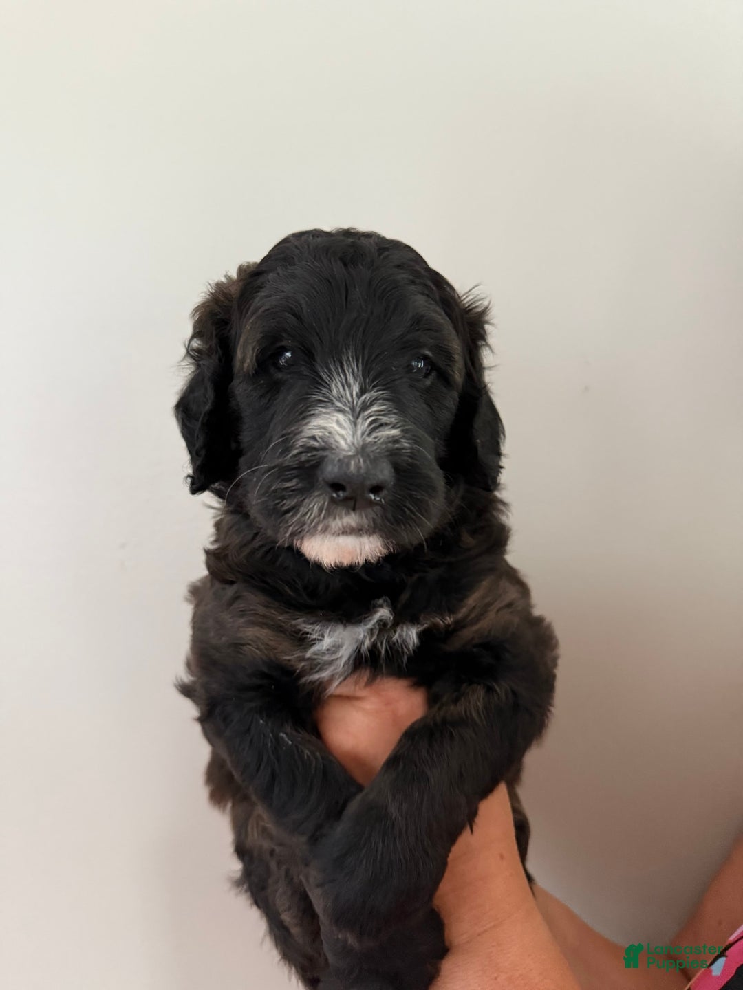 Bernedoodle dogs for sale: Orange Boy - Image 4
