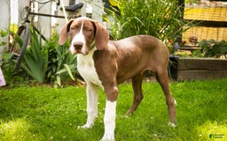 Great Dane dogs for sale: Jack - Image 5
