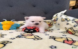 Pomeranian dogs for sale: Harley - Image 3