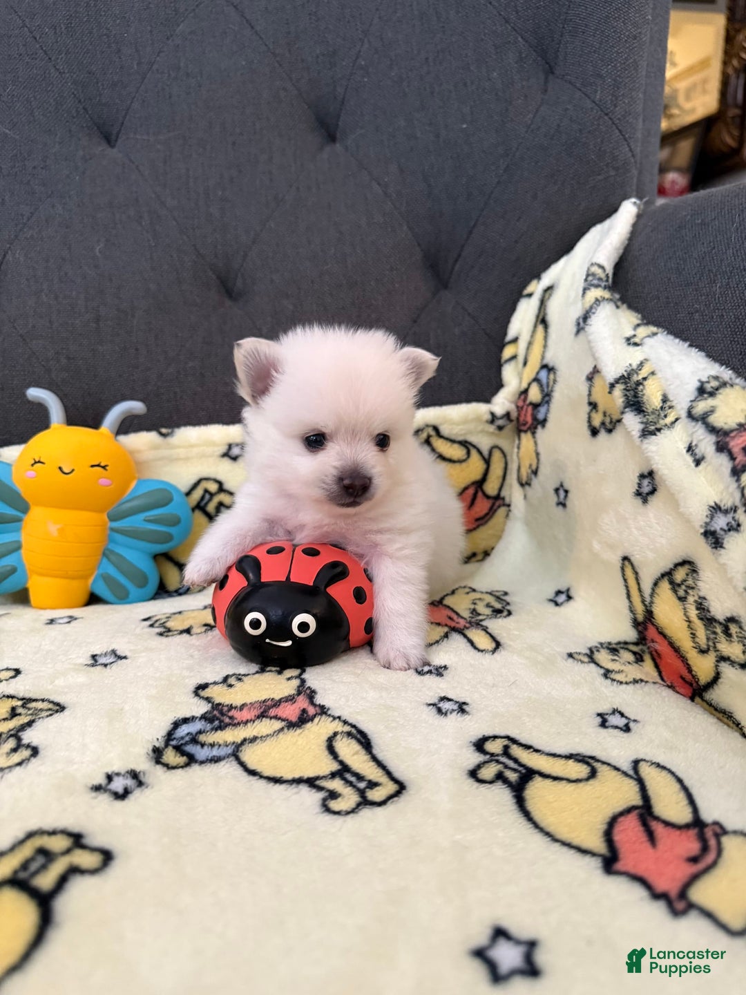 Pomeranian dogs for sale: Harley - Image 3