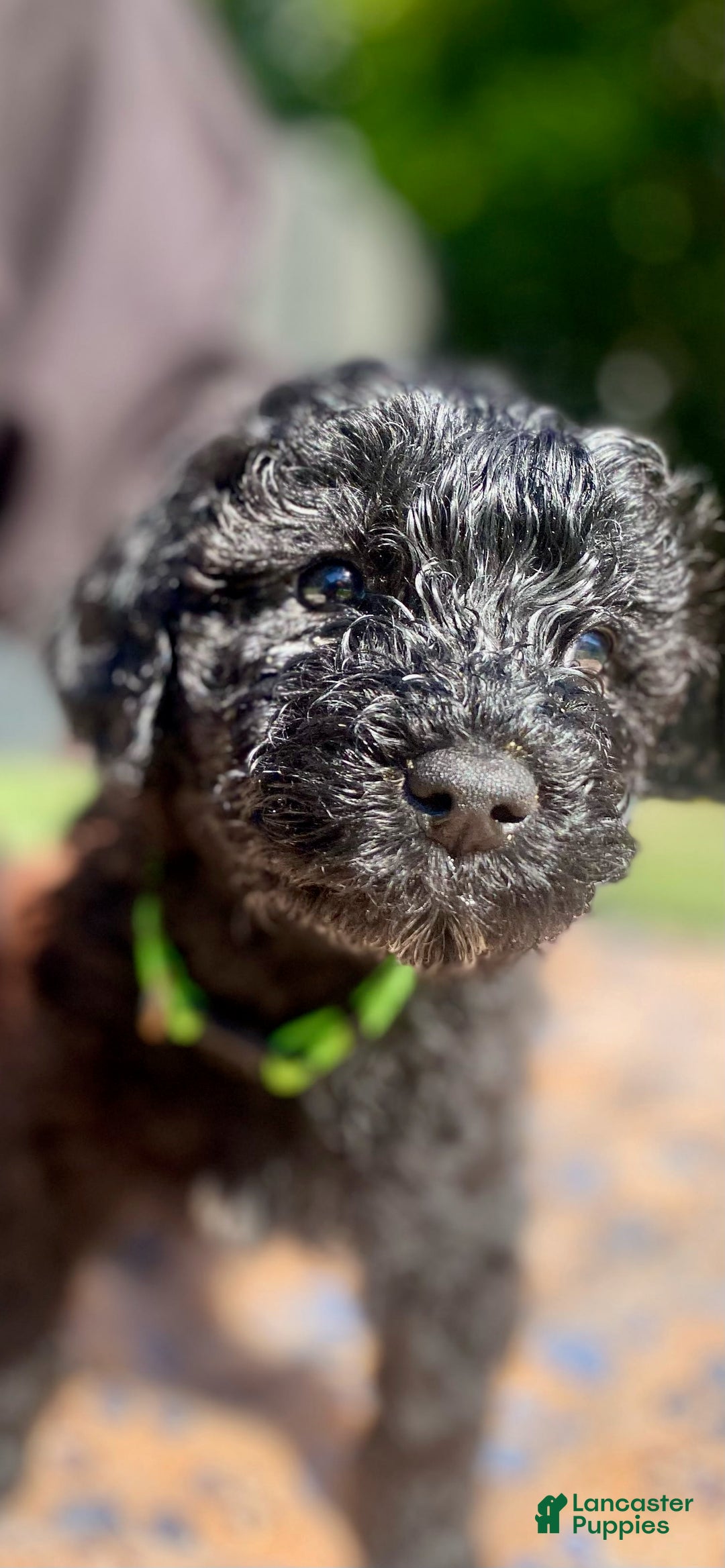 Portuguese Water Dog dogs for sale: Portuguese Water Dog 6 puppies - Image 8