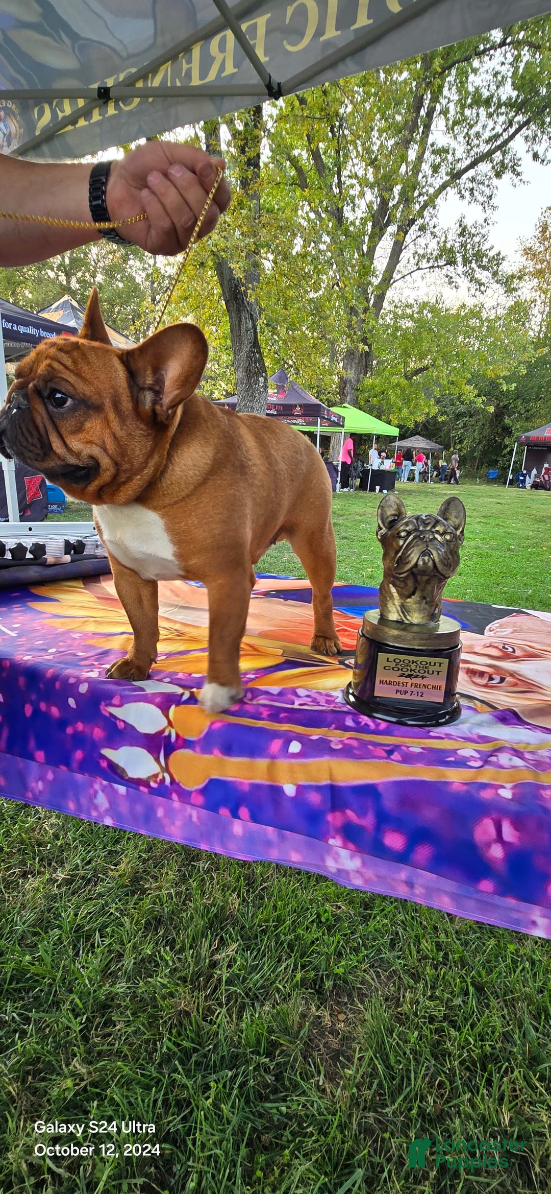 French Bulldog dogs for sale: Raider - Image 20
