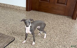 Italian Greyhound dogs for sale: Rocky - Image 4