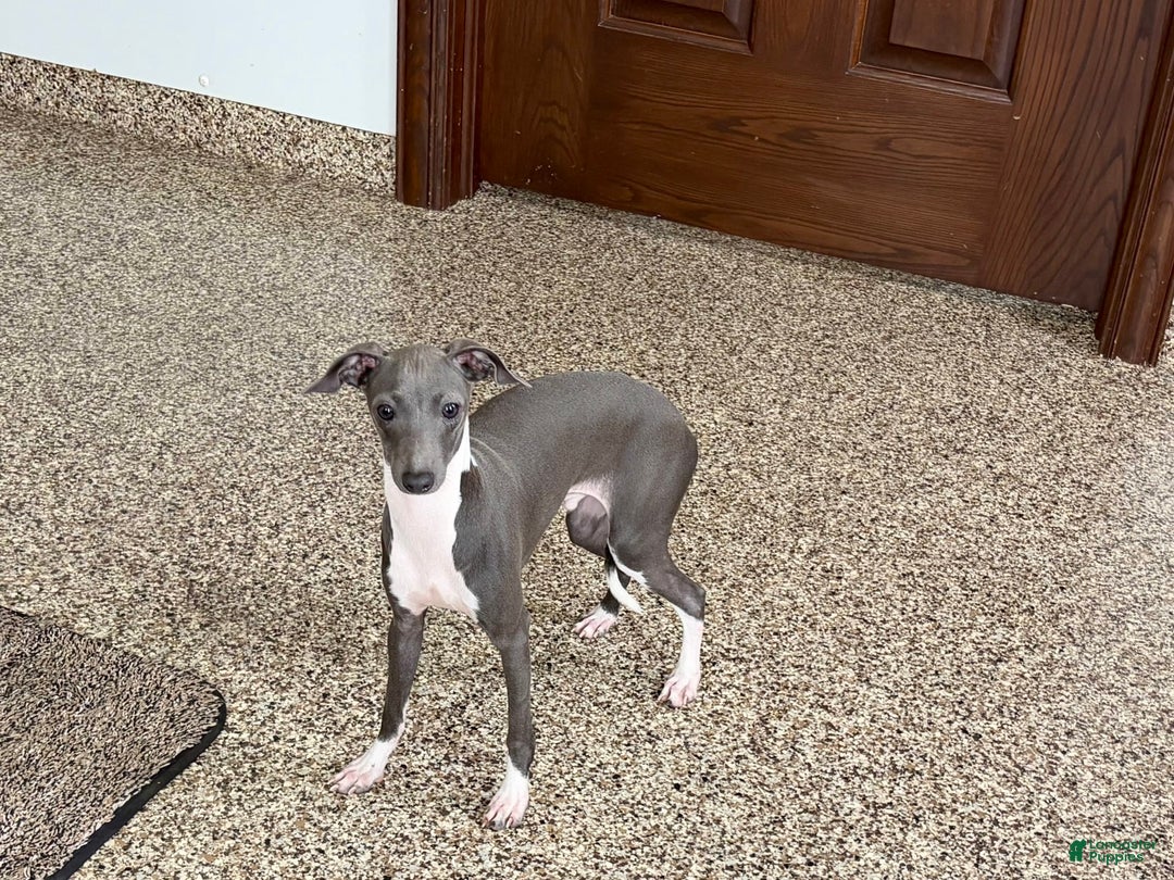 Italian Greyhound dogs for sale: Rocky - Image 4