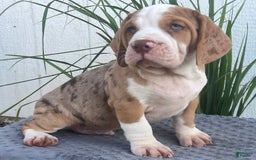 Beabull dogs for sale: Conner - Image 1
