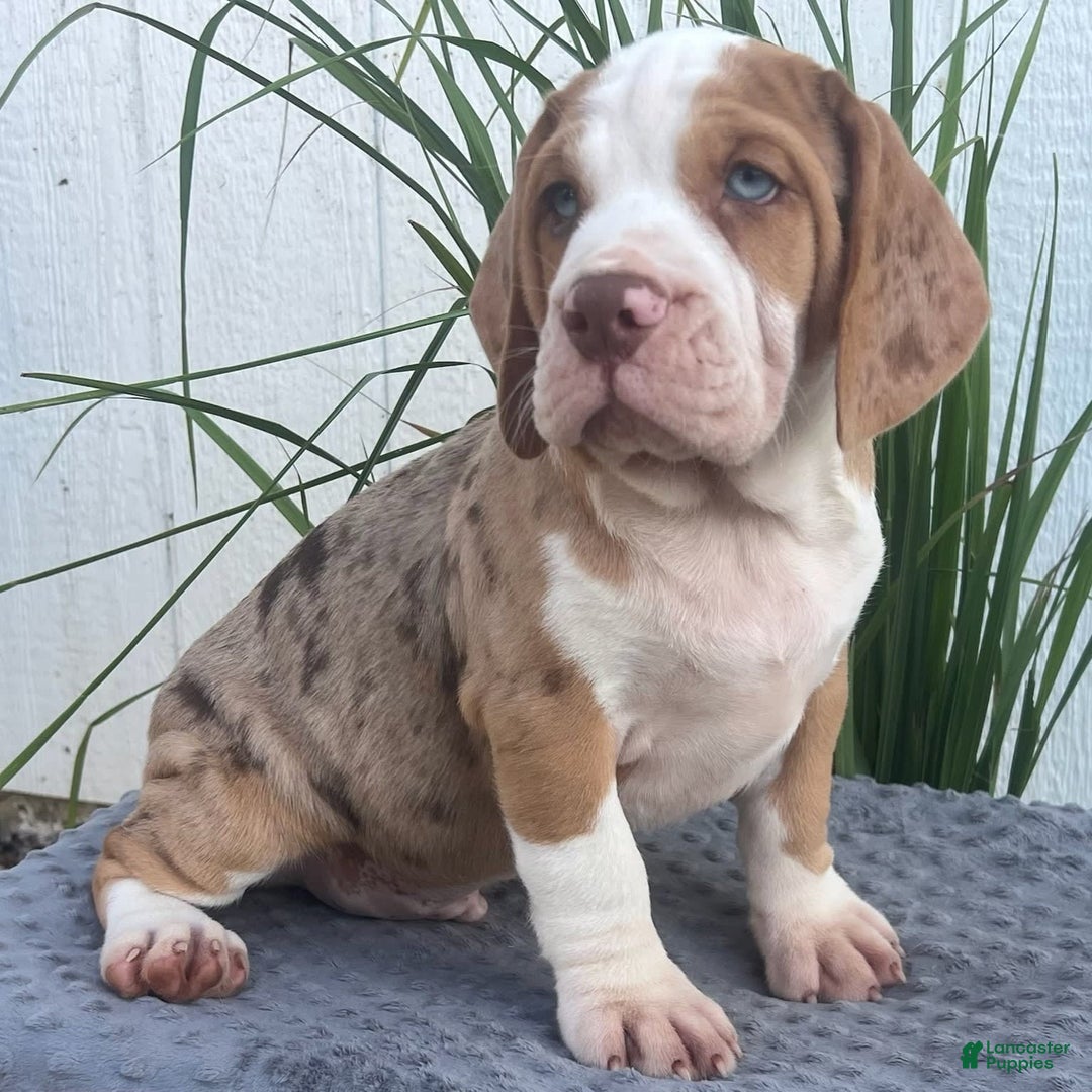 Beabull dogs for sale: Conner - Image 1