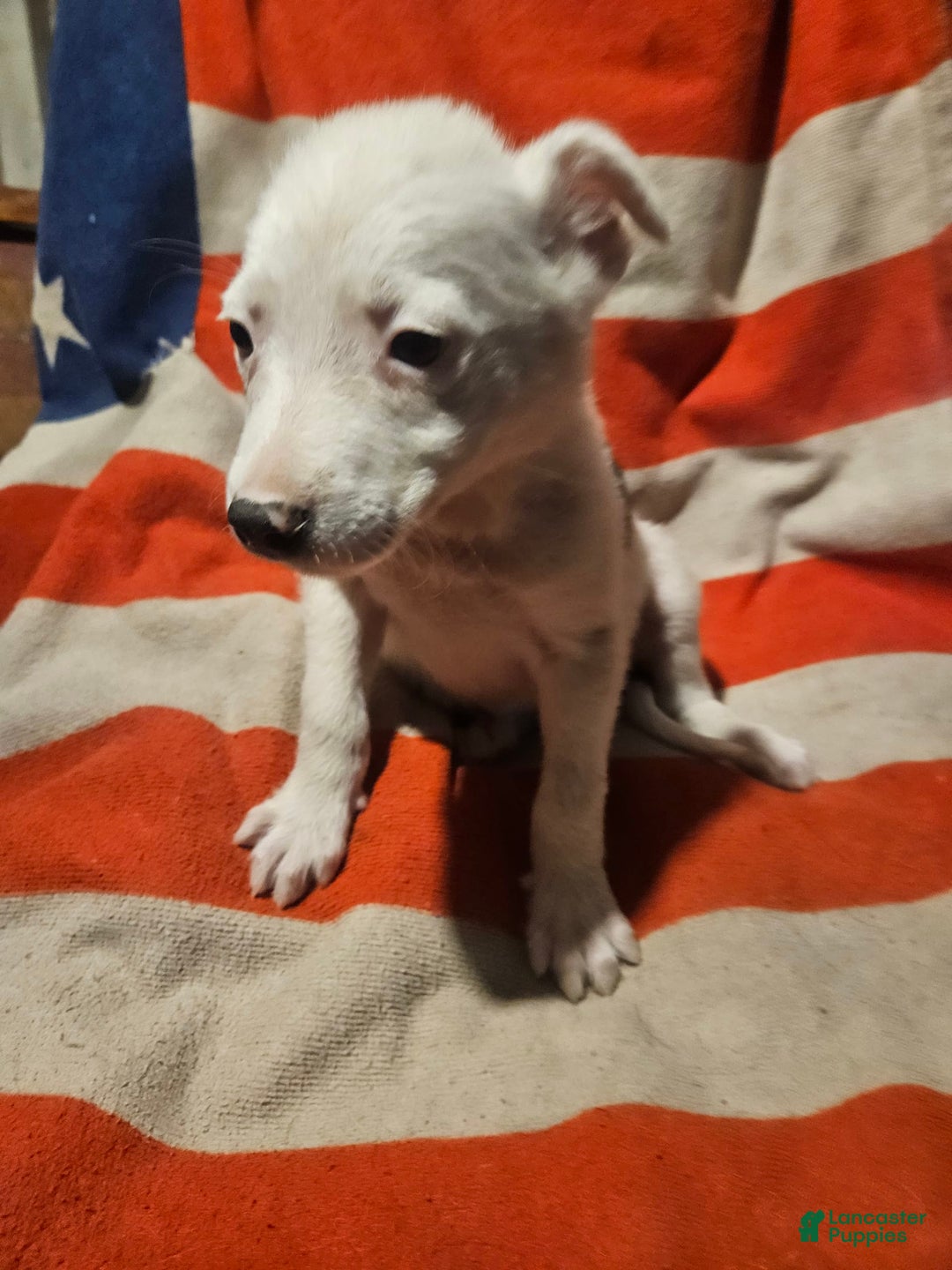 Border Collie dogs for sale: Dreami - Image 10
