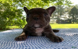 French Bulldog dogs for sale: Belle - Image 8