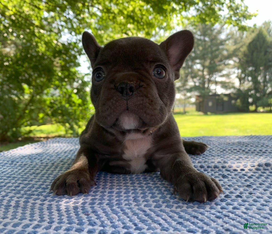 French Bulldog dogs for sale: Belle - Image 8