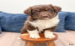 Australian Shepherd dogs for sale: Benji - Image 3