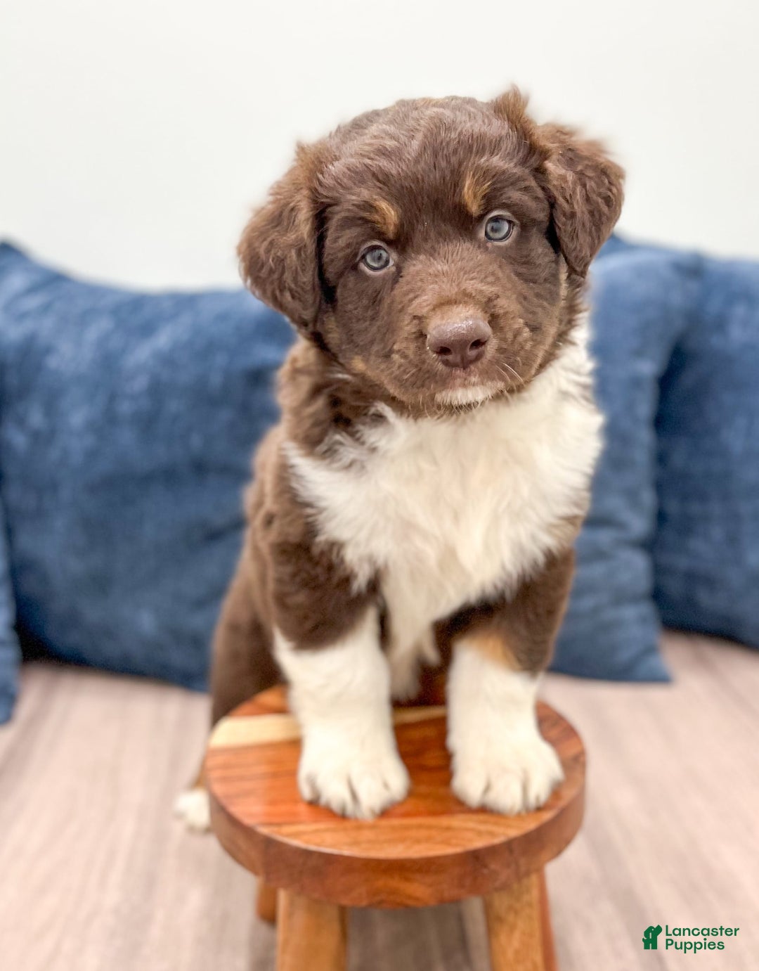 Australian Shepherd dogs for sale: Benji - Image 3