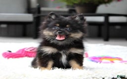 Pomeranian dogs for sale: Lola - Image 4