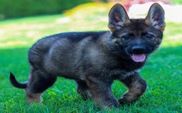 German Shepherd dogs for sale: Axel - Image 18