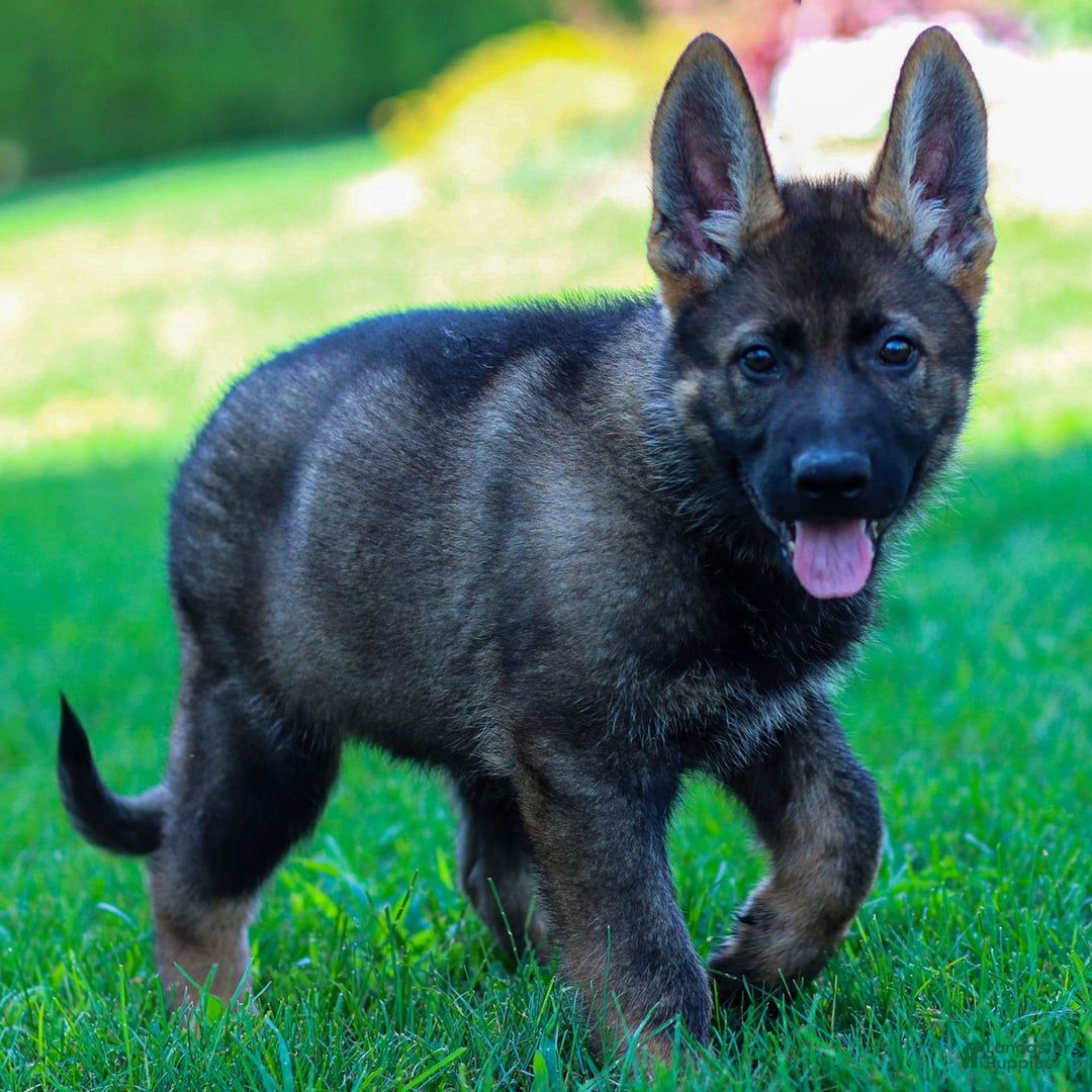 German Shepherd dogs for sale: Axel - Image 18