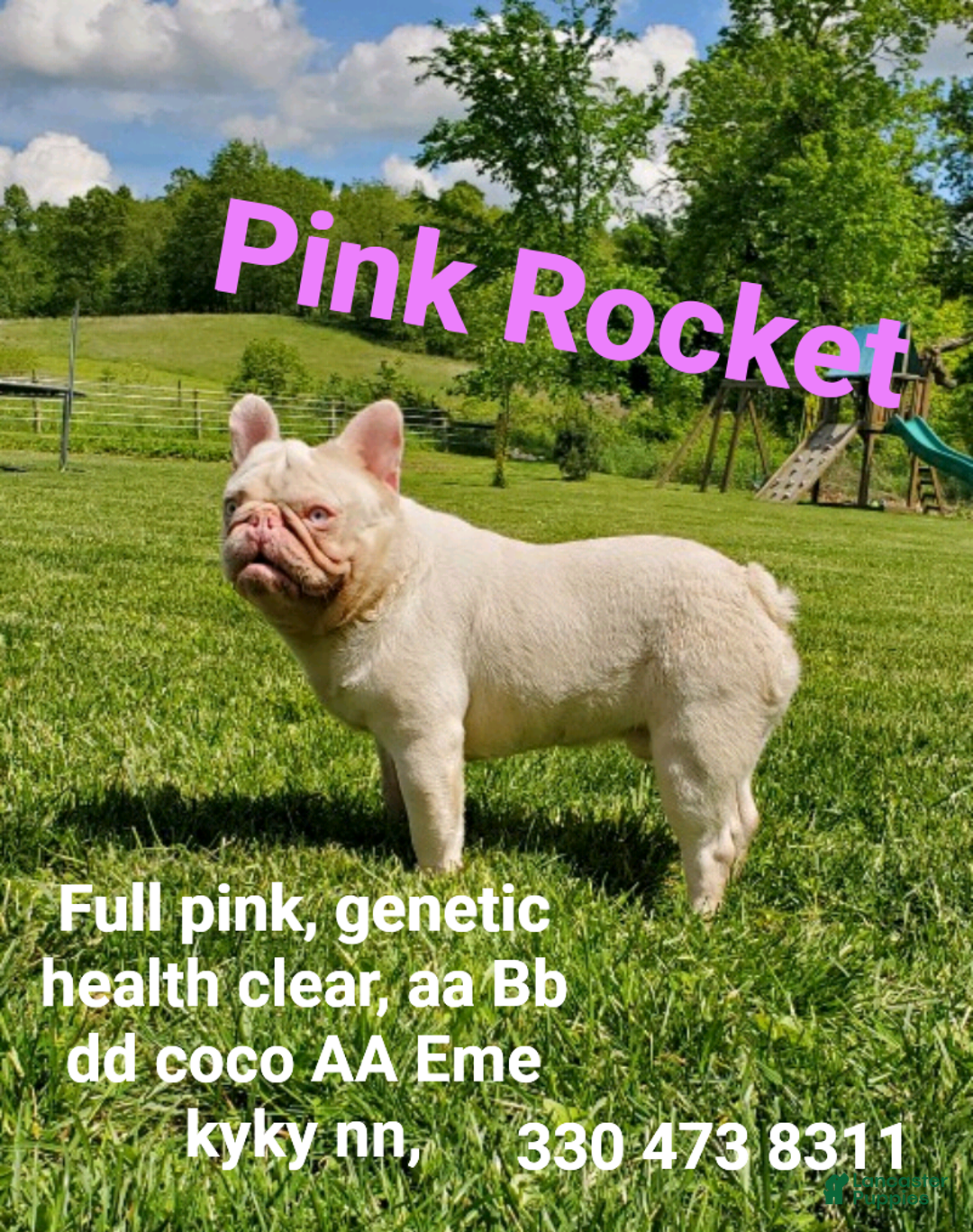 French Bulldog dogs for stud: Pink Rocket - Image 1