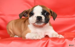 Beabull dogs for sale: Kit Kat - Image 7