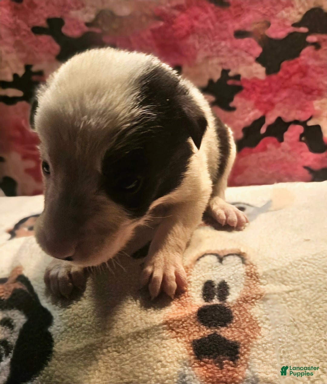 Border Collie dogs for sale: Justi - Image 18