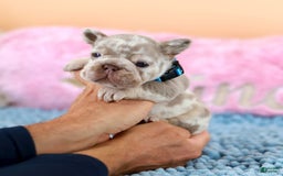 French Bulldog dogs for sale: Dante - Image 10