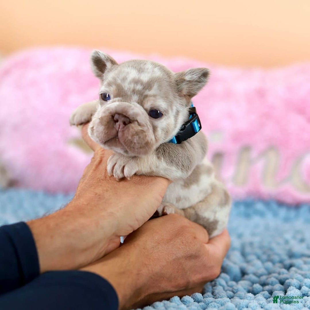 French Bulldog dogs for sale: Dante - Image 10