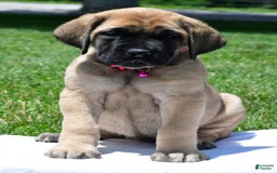 English Mastiff dogs for sale: Vada - Image 2