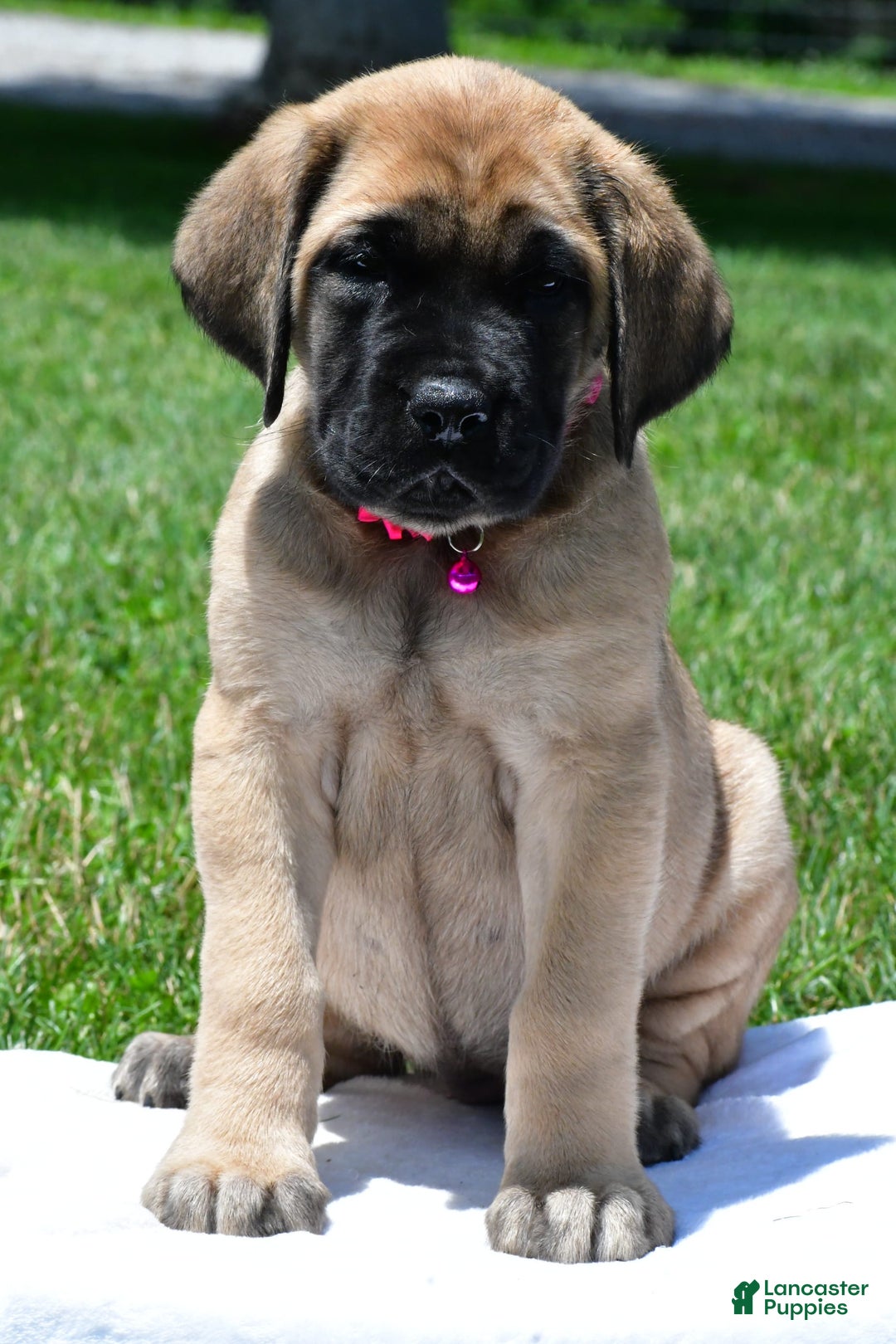 English Mastiff dogs for sale: Vada - Image 2