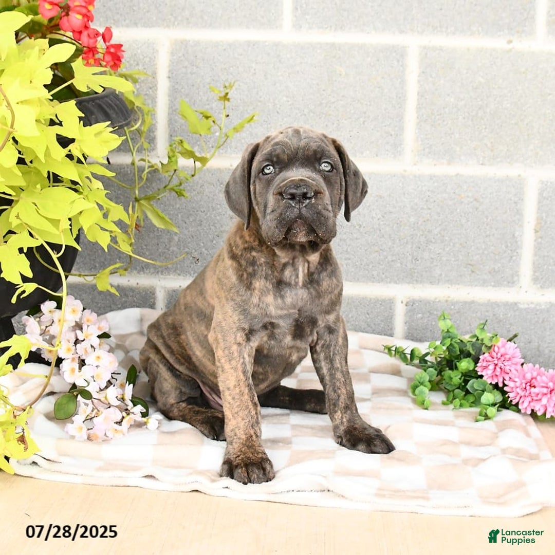 Cane Corso dogs for sale: Ivar - Image 8