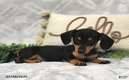 Miniature Dachshund dogs for sale: Dori - Image 2