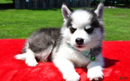 Pomsky dogs for sale: Chester - Image 2