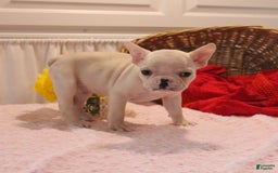 French Bulldog dogs for sale: French Bulldog 3 puppies - Image 12