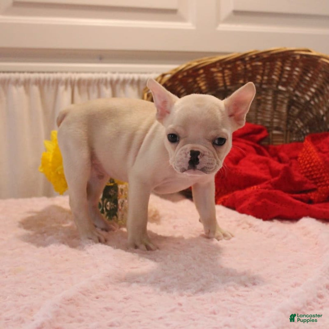 French Bulldog dogs for sale: French Bulldog 3 puppies - Image 12