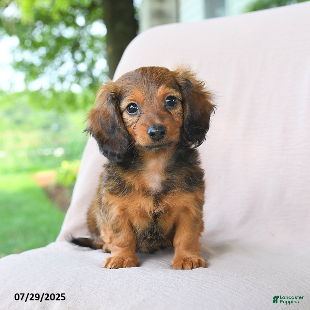 Miniature Dachshund dogs for sale: Asher - Image 1