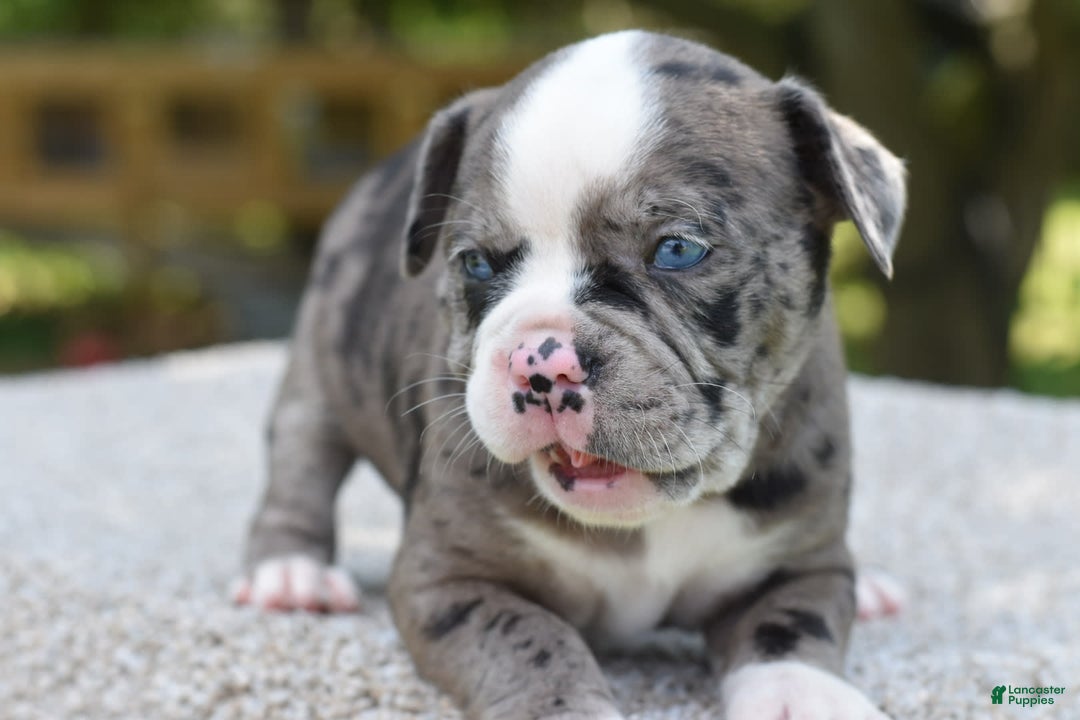 Olde English Bulldogge dogs for sale: Enzo blue eyes mini bulldogge - Image 15