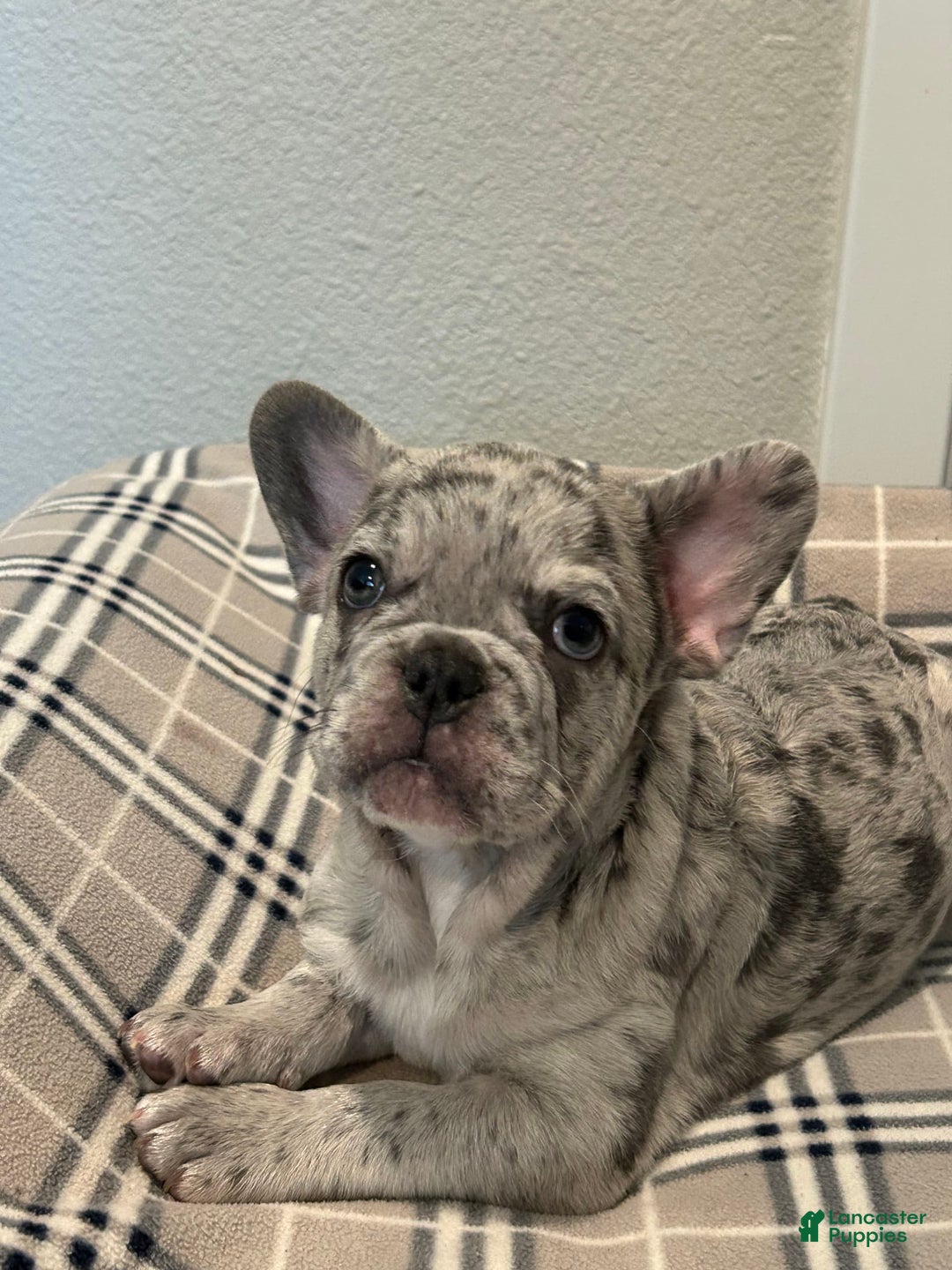 French Bulldog dogs for sale: Leo - Image 1