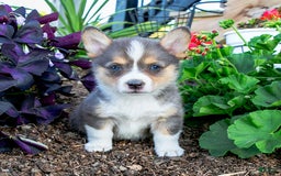 Welsh Corgi Pembroke dogs for sale: Zoe - Image 2