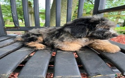 Mini Aussiedoodle dogs for sale: Canary - Image 21