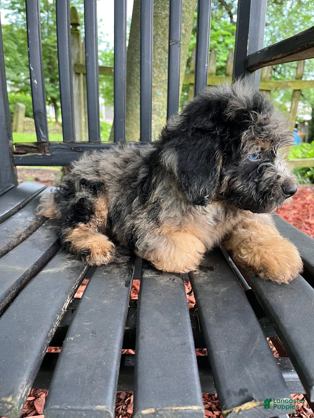 Mini Aussiedoodle dogs for sale: Canary - Image 21