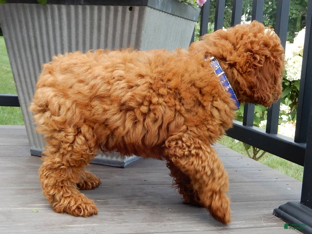 Cavapoo dogs for sale: Biscuit - Image 3