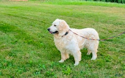 Golden Retriever dogs for sale: Emma - Image 4