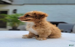 Cavapoo dogs for sale: Poppy - Image 9